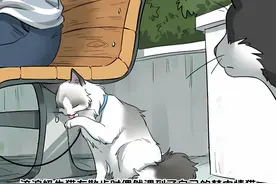 流浪猫和千金布偶猫的恋爱故事 #le #双女主 #哔哩哔哩漫画视频封面