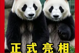 旅美大熊猫宝力青宝， 正式亮相华盛顿开启十年友谊之旅 #大熊猫视频封面