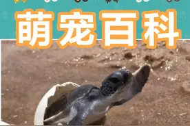 这些动物刚出生时候的模样，你一定没见过吧 #我在抖音涨知识 #捕食瞬间 #动物科普 #作品同步头条赢激励视频封面