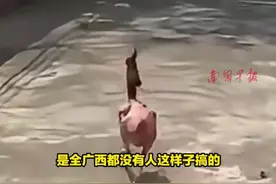 它逃她追，它插翅难飞！杀鸡时鸡毛都拔完了，结果鸡逃跑了#杀鸡#广西#女子视频封面