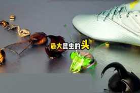 你知道昆虫的头最大的有多大吗 你知道昆虫的头最大的有多大吗视频封面