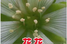 如果阳光照不进来，那就努力朝着阳光生长 #奇趣自然 #大自然视频封面