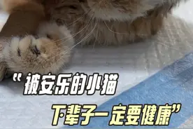 最终我们还是给他做了安乐，希望下辈子没有病痛了 #流浪猫救助 #流浪动物不流浪 #我和流浪猫的故事 #救猫 #西安流浪猫领养视频封面