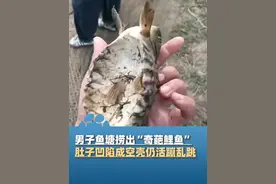 10月30日天津，男子鱼塘捞出“奇葩鲤鱼”，肚子像碗状，凹陷成空壳仍然活蹦乱跳，当事人：放生了视频封面