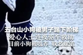 五台山小狗被游客踢下阶梯， 爱心人士连夜驱车救助 目前小狗被收养 取名螺依视频封面