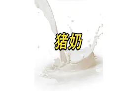 其实猪奶比牛奶更好喝，知道为什么没人卖吗？#纪录 #农村养猪视频封面