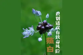 识别错误有致命风险，原产中国的古老野菜野葱薤白 #植物科普 #野菜 #野葱 #薤白 #大自然的馈赠视频封面