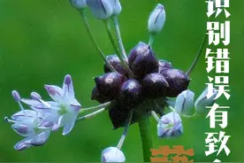 识别错误有致命风险，原产中国的古老野菜野葱薤白 #植物科普 #野菜 #野葱 #薤白 #大自然的馈赠