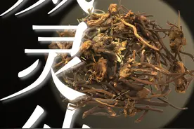 【中药】威灵仙真的有那么神奇吗？ #中医药文化 #中医 #科普视频封面