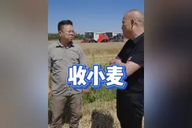 为什么不打药的小麦产量低？#360行 #包地 #种小麦 #三农 #种地补贴视频封面