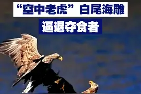 【闪避拉满！“空中老虎”白尾海雕逼退夺食者】 白尾海雕捕鱼后遭遇同类夺食，随即空中转身正面迎击。白尾海雕是国家一级重点保护野生动物，也被称为“空中老虎”。视频封面