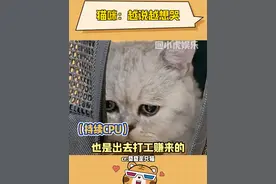 囧囧：我怀疑你在Hello Kitty我~ #猫咪日常 #委屈巴巴表情包 #萌宠视频封面