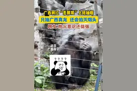 广西网红“丢那猩”上班抽烟，还会掐灭烟头。#南宁动物园 #丢那猩 #南宁动物园就没有正经动物吗 #动物成精视频封面