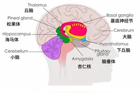 都来学知识！大脑边缘系统的功能——情绪反应 #每天学习一点点视频封面