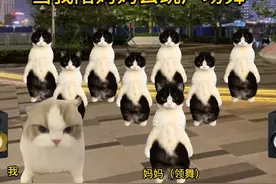 当我陪妈妈去跳广场舞 #猫meme #猫meme小剧场 #mentema #funk
