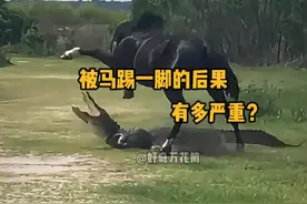 被马踢一脚的后果有多严重？ #科普 #解压 #马 #神奇动物 #冷知识视频封面