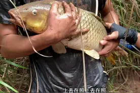 徒手抓鱼 今天这条大鲤鱼应该是今天抓到过最大的一条了视频封面