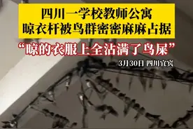 四川宜宾一学校教师公寓，晾衣杆被鸟群密密麻麻占据，目击者：晾的衣服上全沾满了鸟屎，最近几天都不敢晾衣服了。#鸟群 #鸟群占据晾衣杆 #鸟群乱飞视频封面