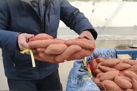 9万斤红薯大丰收，销售愁坏一家人。“哈密冰糖薯，品质有保证”#都市报道 #助农 #河南dou知道 #媒体精选计划 #红薯视频封面