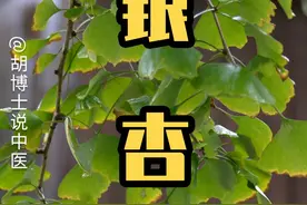 银杏又叫白果，是一味中药哦 #银杏 #白果 #胡博士说中医视频封面