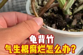 龟背竹气生根腐烂怎么办？ #养花 #龟背竹#龟背竹养护视频封面