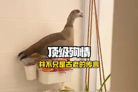 原来殉情并不是古老的传言 #万万没想到 #爱情 #破防视频封面