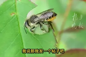 桃子里吃出桶状鲜树叶？市民奇遇揭开切叶蜂的神秘面纱 