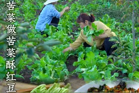 今年种了两亩苦菜，地里间的苦菜苗很嫩，挑点大的拿回家吃 #我的乡村生活 #在家种菜 #农村美食 #苦菜酥红豆视频封面