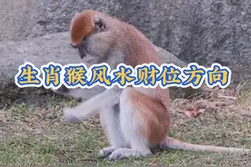 十二生肖属猴的财位方向 属猴的财位方向怎么看#传统文化 #财位视频封面