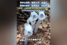哀牢山发现“冥界之花”水晶兰，武侠小说中“起死回生” 的仙草，专家：一碰就枯萎，每年露出地表仅40多天