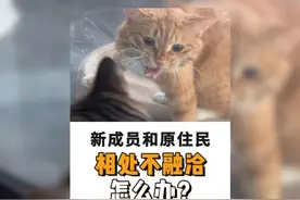 新成员和原住民如何才能相处融洽？ #新手养猫 #猫咪行为管理视频封面