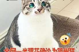 【揭秘】狸花猫VS简州猫，别再分不清㊙️ 👂 耳朵辨识：简州猫耳朵椭圆形，附耳明显，狸花猫耳朵尖尖，附耳小。
🌈 毛发差异：简州猫杂色多，狸花猫棕或深棕色纯狸花，毛发短软。
😺 性格对比：狸花猫活泼独立，简州猫温顺沉稳，捕鼠能手。
 #新手养猫   #养猫经验分享   #猫咪品种   #简州猫   #狸花猫  @抖音短视频