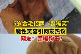 12月17日，四川乐山。5岁金毛招牌“歪嘴笑”，魔性笑容引网友热议，网友：歪嘴狗王？