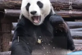 大熊猫”美灵“将离开南昌！回四川老家养老，大熊猫馆也将于今起闭馆#向世界推介江西  #大熊猫美灵  #南昌动物园  #可爱的大熊猫视频封面