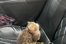 猫咪是主乘客，人是顺带的 #猫咪 #顺风车 #内容启发搜索 #万万没想到视频封面