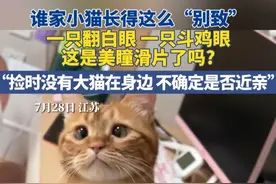 7月28日，江苏。谁家小猫长得这么“别致”，一只翻白眼 一只斗鸡眼，“捡时没有大猫在身边 不确定是否近亲”#橘猫 #谁能拒绝傻憨憨的小猫咪