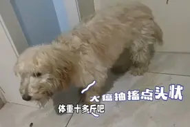 犬瘟点头抽搐可以活多久#犬瘟 #犬瘟的症状 #神经性犬瘟视频封面