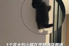 3个月大的小猫在宠物酒店爬墙 网友：它还知道戴手套穿袜子#动物的迷惑行为 #萌宠出道计划 #萌宠 @知欧周.视频封面