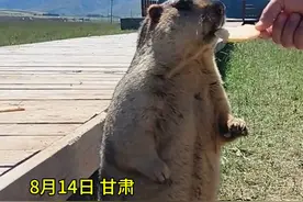 游客在甘肃游玩偶遇土拨鼠，它为自己辟谣：我不这样叫 #寻美甘肃#土拨鼠#奇奇怪怪可可爱爱视频封面