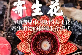 中国热带雨林的证明者“大王花”，植物界的极限存在！视频封面
