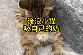 小猫刚出生不久 没有东西吃的它 在路边吸自己的奶 #猫咪 #流浪猫视频封面