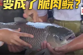 草鱼、脆肉鲩是同一种鱼！“变身”的秘密就在鱼食上！#变身奥义  #长知识视频封面