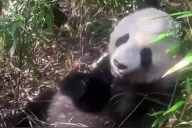 #秦岭网红野生大熊猫淡定无视人类 ，拍摄者：它是纪录片里的老演员了。视频封面