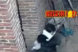 萌娃被家养公鸡扑倒啄伤，#太奶奶杀鸡给重孙报仇  ！孩子妈妈：已经吃掉了！视频封面