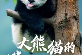大熊猫作为国宝，连粪便都有利用价值 #抖音自然#熊猫#萌知计划 #动物植物  @抖音青少年 @抖音自然视频封面