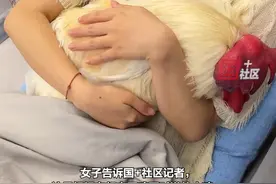 3月13日，（采访时间），四川成都。超市赠的小鸡变成宠物鸡。女子：没想到它能长这么大，我们舍不得杀它，就把它当宠物养了。视频封面