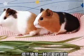 荷兰猪为什么不建议养 荷兰猪为什么不建议养#动物 #宠物 #荷兰猪视频封面