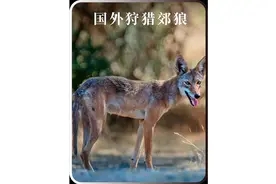 狗从土狼手中拯救羚羊小鹿视频封面