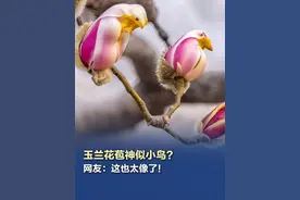 【玉兰花苞神似小鸟 ？网友：这也太像了！】 近日，北京石景山国际雕塑公园玉兰含苞待放，像小鸟跃上枝头，让人花鸟难辨。（周青 摄）#玉兰花苞神似小鸟视频封面
