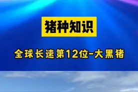 长速第12位 大黑猪 #大黑猪 #养猪知识 #猪种视频封面